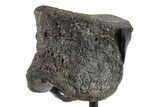 Fossil Hadrosaur Phalanx Bone w/ Metal Stand - Texas #243657-1